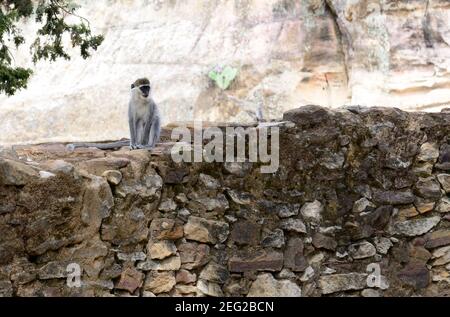 Una scimmia Grivet a Tigray, Etiopia. Foto Stock