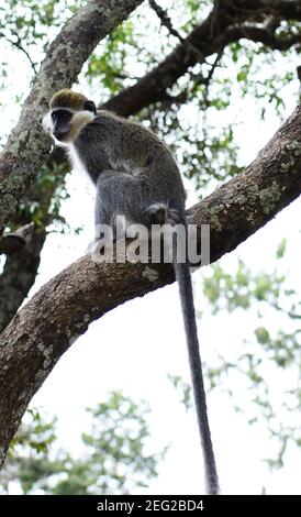 Una scimmia Grivet a Tigray, Etiopia. Foto Stock