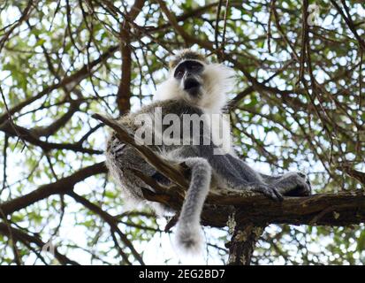 Una scimmia Grivet a Tigray, Etiopia. Foto Stock