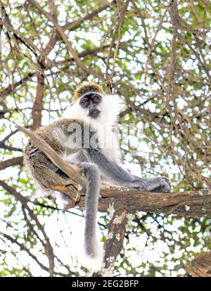 Una scimmia Grivet a Tigray, Etiopia. Foto Stock