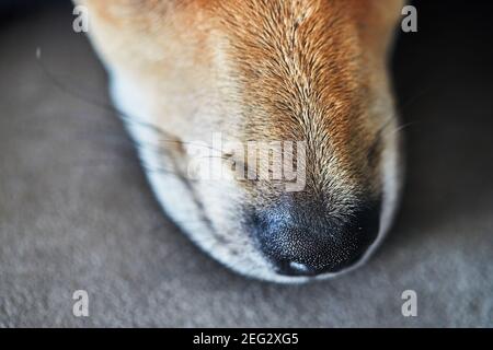 Carino cane dai capelli rossi con orecchie appese, naso da vicino. Foto Stock
