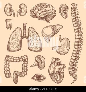 Anatomia del corpo umano tracciare icone di organi interni del sistema digestivo, respiratorio e vitale. Cuore vettoriale, cervello o polmoni e rene o vescica, occhio Illustrazione Vettoriale