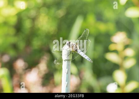 Dragonfly nella natura. Libellula nell'habitat naturale. Bella scena della natura con libellula outdoor.a sfondo wallpaper.The concetto per la scrittura Foto Stock