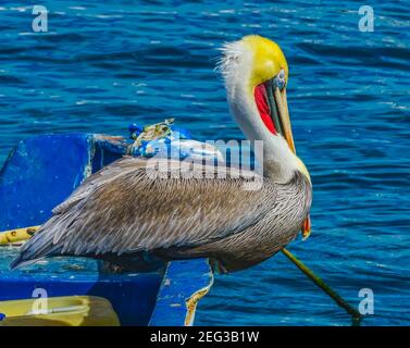 Brown Pelican Marina Boats acqua Cabo San Lucas Baja Messico. Los Cabos ha molte barche e yacht Foto Stock