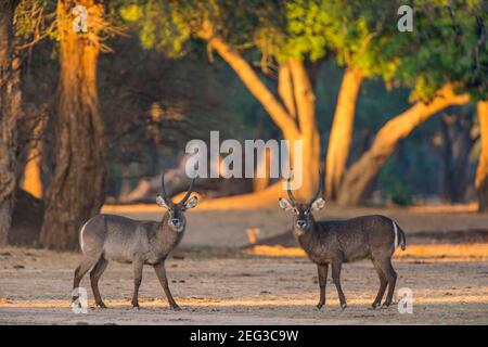 Un kobus ellissiprymnus maschio di Waterbuck nel Parco Nazionale di Mana Pools dello Zimbabwe. Foto Stock