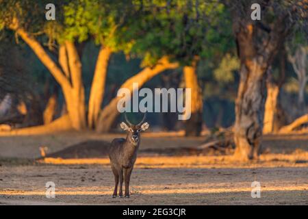 Un kobus ellissiprymnus maschio di Waterbuck nel Parco Nazionale di Mana Pools dello Zimbabwe. Foto Stock