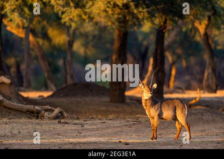 Un kobus ellissiprymnus maschio di Waterbuck nel Parco Nazionale di Mana Pools dello Zimbabwe. Foto Stock