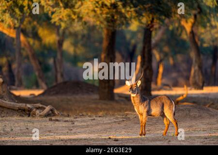 Un kobus ellissiprymnus maschio di Waterbuck nel Parco Nazionale di Mana Pools dello Zimbabwe. Foto Stock