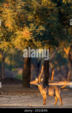 Un kobus ellissiprymnus maschio di Waterbuck nel Parco Nazionale di Mana Pools dello Zimbabwe. Foto Stock