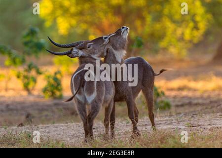 Un paio di tori Waterbuck Kobus ellissiprymnus lotta nel Mana Pools National Park dello Zimbabwe. Foto Stock