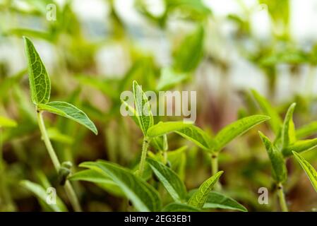 Sfondo di Foliage microsverde. Primo piano di micrograni di mash. Germinazione di seme a casa. Concetto di alimentazione vegana e sana. Germinato di mash germinato da Foto Stock