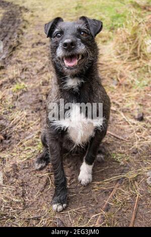 Amare piccolo terrier aspettando pazientemente un bastone per essere gettato Foto Stock