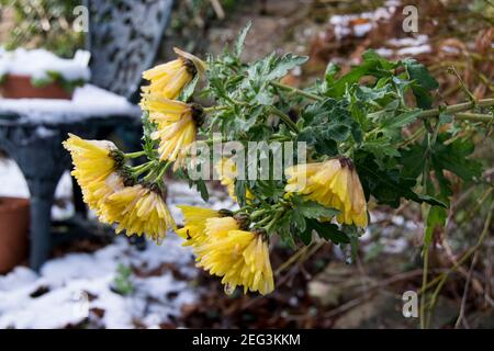 Fiori gialli a margherita piegati con il peso di a. recente caduta di neve Foto Stock