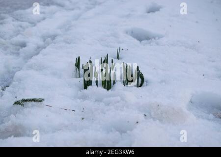 I primi narcisi di primavera che strisciano attraverso la neve Foto Stock