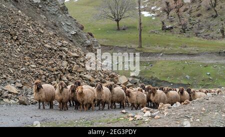 Gregge di pecore nella Turchia orientale, Bitlis Foto Stock