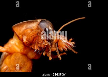 Super macro closeup gryllotalpidae su sfondo nero Foto Stock