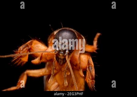 Super macro closeup gryllotalpidae su sfondo nero Foto Stock