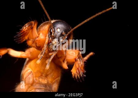 Super macro closeup gryllotalpidae su sfondo nero Foto Stock