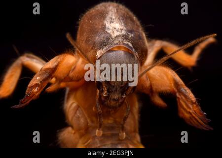 Super macro closeup gryllotalpidae su sfondo nero Foto Stock