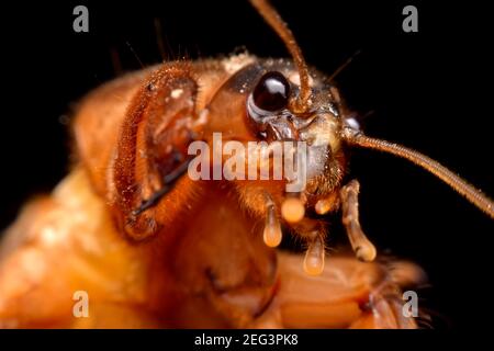 Super macro closeup gryllotalpidae su sfondo nero Foto Stock