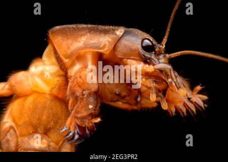 Super macro closeup gryllotalpidae su sfondo nero Foto Stock