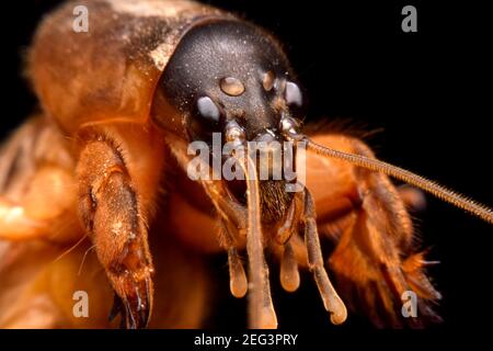 Super macro closeup gryllotalpidae su sfondo nero Foto Stock
