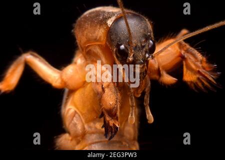 Super macro closeup gryllotalpidae su sfondo nero Foto Stock