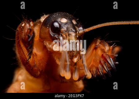 Super macro closeup gryllotalpidae su sfondo nero Foto Stock