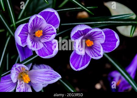 Vista ravvicinata dall'alto dei fiori di crocus di boschi viola con bordi e strisce bianche, visti dall'alto, mostrano i loro brillanti centri arancioni. Foto Stock