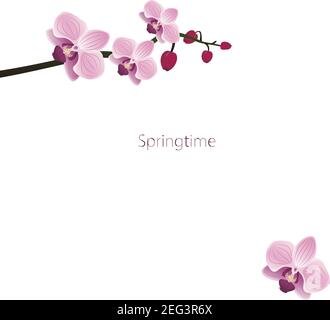 Carino orchidee cornice Illustrazione Vettoriale