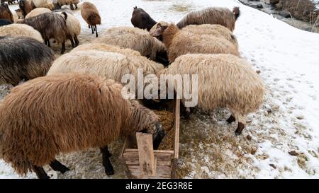 Gregge di pecore nella Turchia orientale, Bitlis Foto Stock