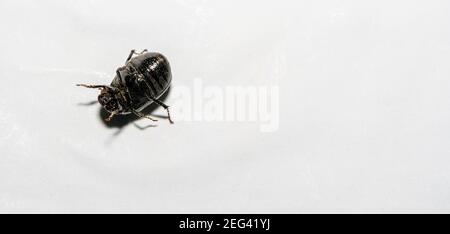 Macro shot del letame di sterco della foresta (Anoplotrupes stercorosus) su una superficie di sfondo bianca Foto Stock