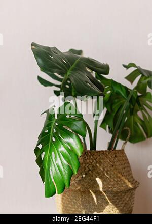 Bella monstera pianta per la decorazione domestica. Piante tropicali in floricoltura interna. Primo piano. Foto Stock