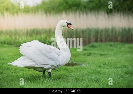 Mute cigno (Cygnus olor) in piedi accanto al laghetto in erba. Foto Stock