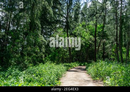Pista ciclabile dell'isola di coney a Singapore. Sentiero escursionistico e tramonto in bella vista bosco, paesaggio estivo ispirato nella foresta. Camminando sentiero o bikin Foto Stock