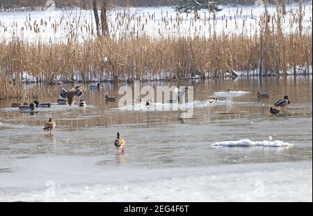 Un gregge di anatre di Mallard e Moorhens sono in fling e divertirsi in acqua. Foto Stock