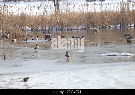 Un gregge di anatre di Mallard e Moorhens sono fling e. divertirsi in acqua Foto Stock