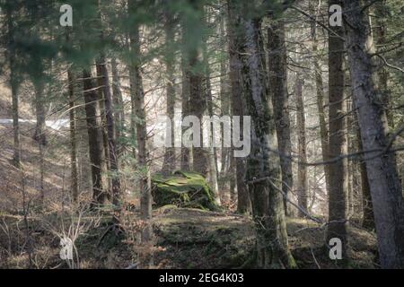 Dettagli da una foresta di abeti provenienti dai Monti Carpazi Rumeni. Foto Stock