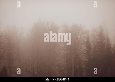 Nebbia e nevica tempesta su una foresta di alberi di cono nelle montagne dei Carpazi rumeni durante una giornata invernale nuvolosa e fredda. Foto Stock