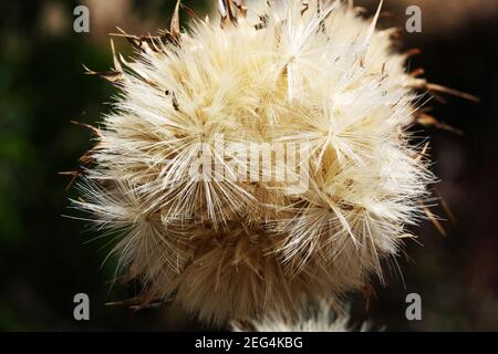 Mariendistel Foto Stock