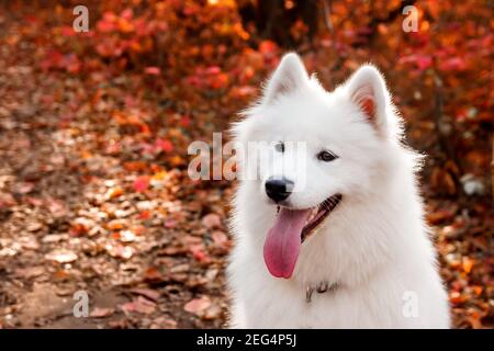 Ritratto del cane Samoyed nella foresta d'autunno vicino alle foglie rosse . Sfondo canino. Concetto di cane a piedi Foto Stock