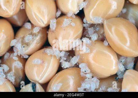 Acari di grano o acari di muffa Acaridae su semi di miglio. Foto Stock