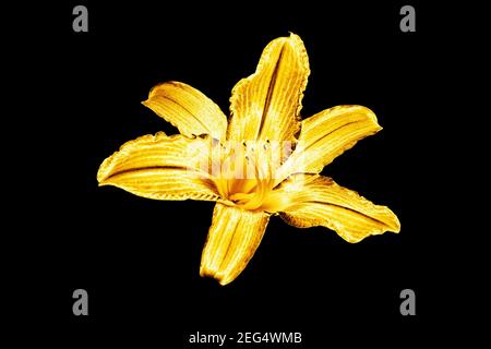 Un giglio dorato sfondo nero isolato primo piano, bello oro singolo metallo lilly, giallo lucido motivo floreale metallico, elemento di design Foto Stock
