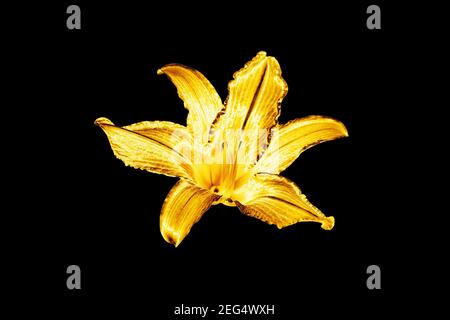 Un giglio dorato sfondo nero isolato primo piano, bello oro singolo metallo lilly, giallo lucido motivo floreale metallico, elemento di design Foto Stock