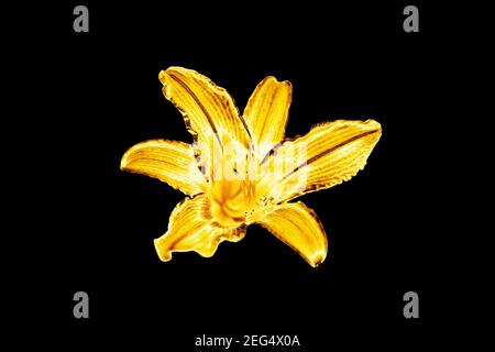 Un giglio dorato sfondo nero isolato primo piano, bello oro singolo metallo lilly, giallo lucido motivo floreale metallico, elemento di design Foto Stock