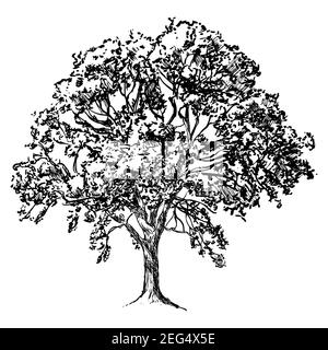 albero deciduo maturo, disegno in bianco e nero su sfondo bianco Foto Stock