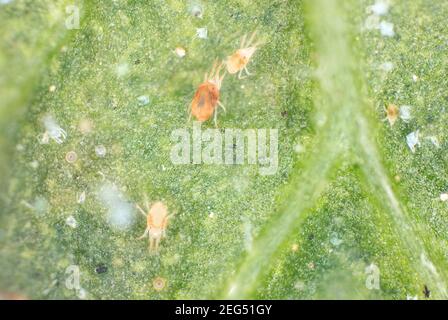 Primo piano di una massa di acari rossi (Tetranychus orticae) sulla foglia. Exviae visibile, uova, feci, ciottoli e cellule vegetali danneggiate. Foto Stock