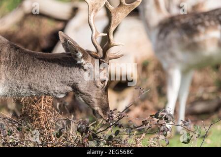 Anatra (o stag) malda cervo (dama dama) Foto Stock