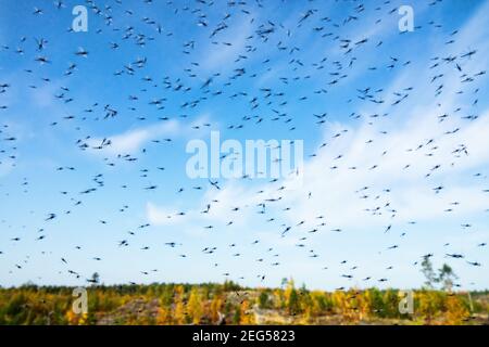 Un numero enorme di zanzare (sciami di zanzare) vivere in montagna tundra bassa cespuglio (foresta-tundra zona) Del nord circumpolare Foto Stock