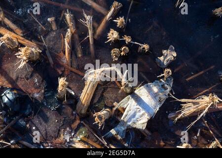 Orata bianca morta o argentata (Blicca bjoerkna) su ghiaccio dello stagno Ibolya-to, Sopron, Ungheria Foto Stock